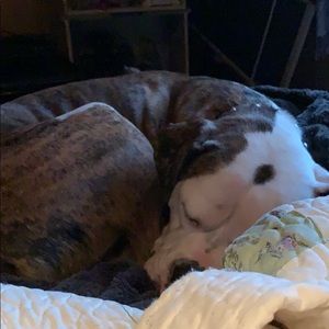 Meet your Posher, Heidi